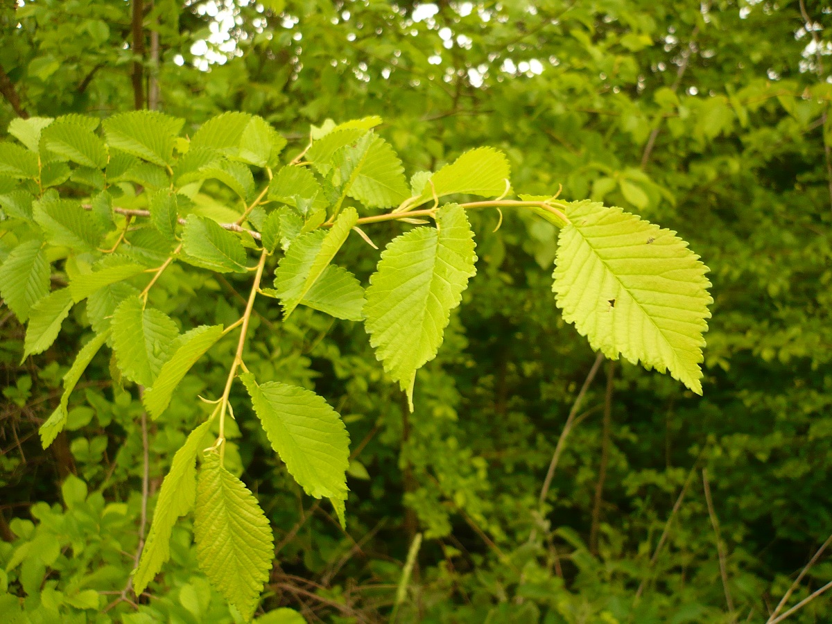 Ulmus carpinifolia (Ulmaceae)